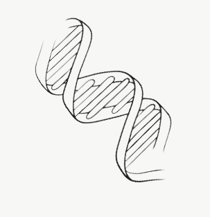 Doppelhelix