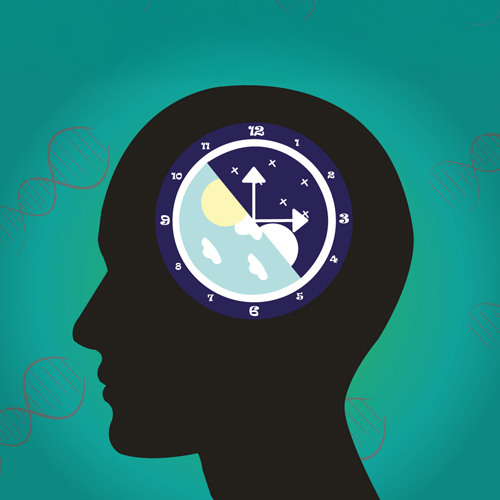 Interreg-Experiment Eule oder Lerche – Welcher Chronotyp bin ich? (ab 11. Schulstufe)